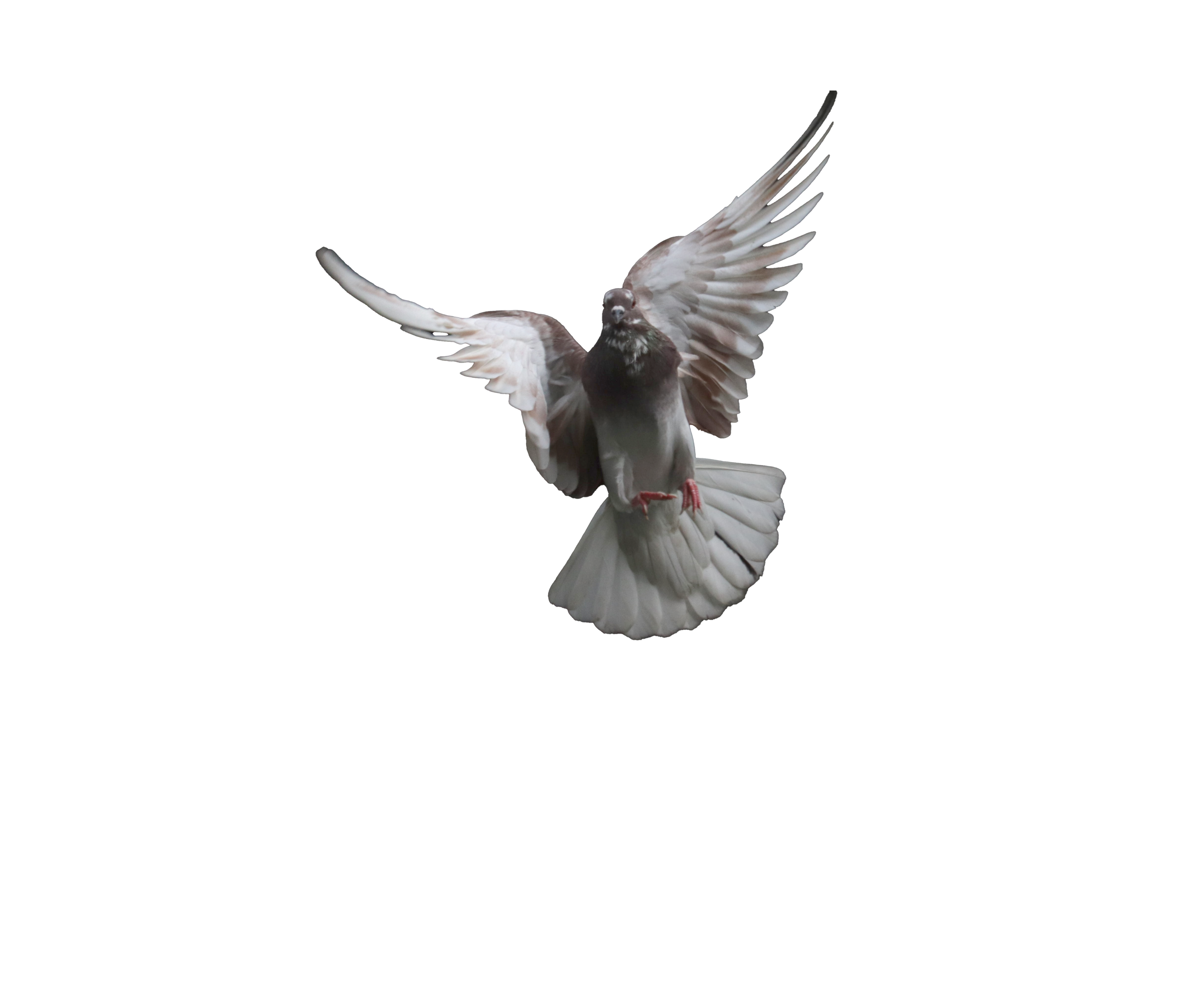 ashish-thakur-7RLyun5nlMQ-unsplash