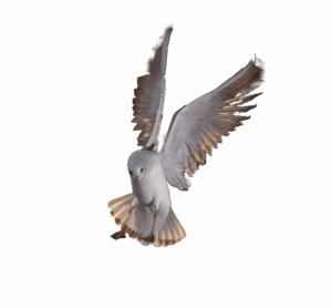 hp-koch-q2Ysn0AzwZw-unsplash